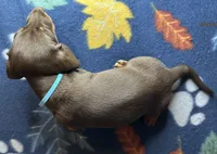 Louie, a male Miniature Dachshund for sale in Old Town, FL – 4 of 8