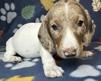 Clem, a male Miniature Dachshund for sale in Old Town, FL – 5 of 10