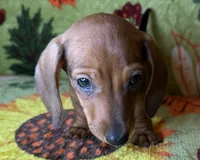 Rusty, a male Miniature Dachshund for sale in Old Town, FL – 4 of 9