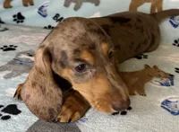 Lou, a male Miniature Dachshund for sale in Old Town, FL – 10 of 10