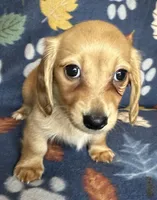 Henry, a male Miniature Dachshund for sale in Old Town, FL – 9 of 9