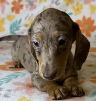 Luann, a female Miniature Dachshund for sale in Old Town, FL – 6 of 10