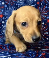 Charlie , a male Miniature Dachshund for sale in Old Town, FL – 7 of 7