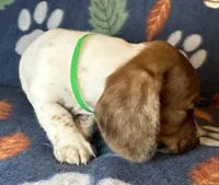 Duncan , a male Miniature Dachshund for sale in Old Town, FL – 5 of 10