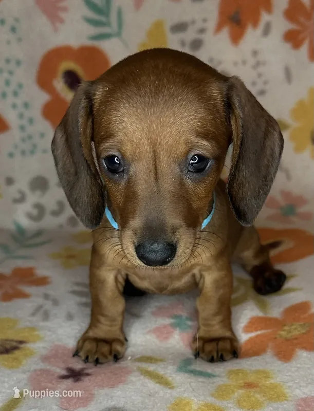 Tootie  – Miniature Dachshund puppy for sale in Old Town, FL
