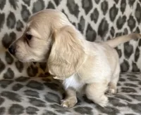 Franny, a female Miniature Dachshund for sale in Old Town, FL – 3 of 10