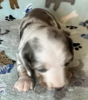 Blue, a male Miniature Dachshund for sale in Old Town, FL – Photo 2 of 9