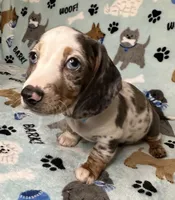 Blue, a male Miniature Dachshund for sale in Old Town, FL – 7 of 10