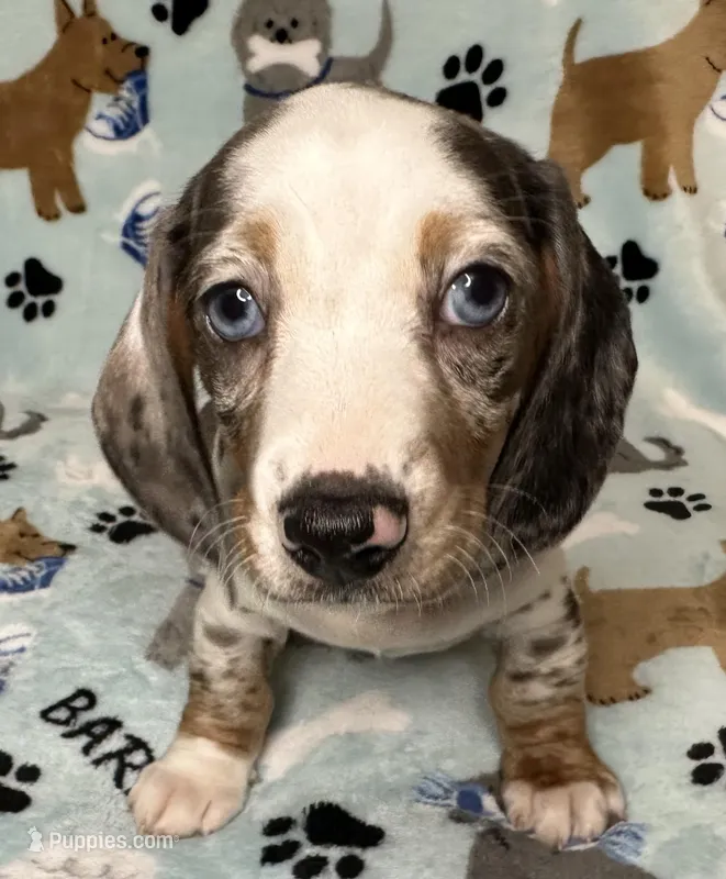 Blue – Miniature Dachshund puppy for sale in Old Town, FL