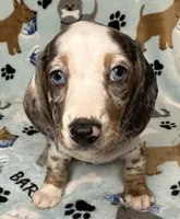 Blue, a male Miniature Dachshund for sale in Old Town, FL – 1 of 10