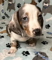 Blue, a male Miniature Dachshund for sale in Old Town, FL – 5 of 10