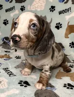 Blue, a male Miniature Dachshund for sale in Old Town, FL – 4 of 10