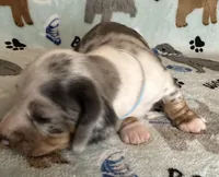 Blue, a male Miniature Dachshund for sale in Old Town, FL – Photo 1 of 9