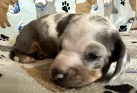 Blue, a male Miniature Dachshund for sale in Old Town, FL – Photo 7 of 9