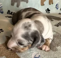 Blue, a male Miniature Dachshund for sale in Old Town, FL – Photo 4 of 9