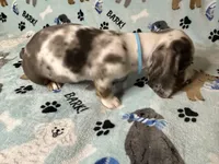 Blue, a male Miniature Dachshund for sale in Old Town, FL – 10 of 10