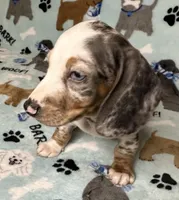 Blue, a male Miniature Dachshund for sale in Old Town, FL – 6 of 10