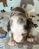 Blue, a male Miniature Dachshund for sale in Old Town, FL – Photo 3 of 9