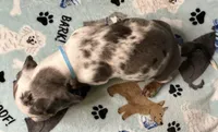 Blue, a male Miniature Dachshund for sale in Old Town, FL – 9 of 10