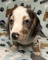 Blue, a male Miniature Dachshund for sale in Old Town, FL – 2 of 10