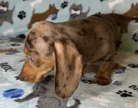 Lou, a male Miniature Dachshund for sale in Old Town, FL – 9 of 10