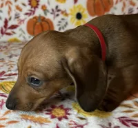 Annie, a female Miniature Dachshund for sale in Old Town, FL – 5 of 10