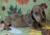 Charlie , a male Miniature Dachshund for sale in Old Town, FL – 2 of 5