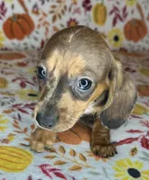 Duncan, a male Miniature Dachshund for sale in Old Town, FL – 8 of 10