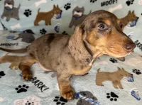 Lou, a male Miniature Dachshund for sale in Old Town, FL – 8 of 10