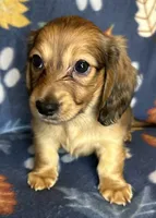 Chester, a male Miniature Dachshund for sale in Old Town, FL – 6 of 10