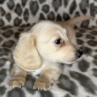 Franny, a female Miniature Dachshund for sale in Old Town, FL – 6 of 10