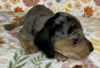 Dotty, a female Miniature Dachshund for sale in Old Town, FL – 2 of 4