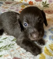Hersey, a female Miniature Dachshund for sale in Old Town, FL – 2 of 4