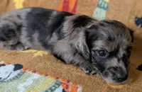 Tank, a male Miniature Dachshund for sale in Old Town, FL – Photo 4 of 5