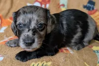 Tank, a male Miniature Dachshund for sale in Old Town, FL – Photo 1 of 5