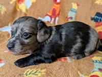 Tank, a male Miniature Dachshund for sale in Old Town, FL – Photo 5 of 5