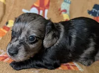Tank, a male Miniature Dachshund for sale in Old Town, FL – Photo 3 of 5