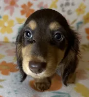 Laney, a female Miniature Dachshund for sale in Old Town, FL – 3 of 7