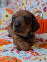 Slick, a male Miniature Dachshund for sale in Old Town, FL – Photo 1 of 4