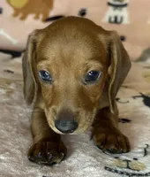 Annie, a female puppy for sale in Old Town, FL – Photo 1 of 8