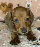 Annie, a female puppy for sale in Old Town, FL – Photo 3 of 8
