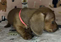 Annie, a female puppy for sale in Old Town, FL – Photo 2 of 8