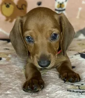 Annie, a female puppy for sale in Old Town, FL – Photo 4 of 8