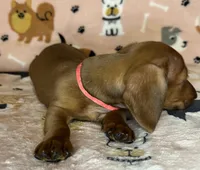 Annie, a female puppy for sale in Old Town, FL – Photo 5 of 8