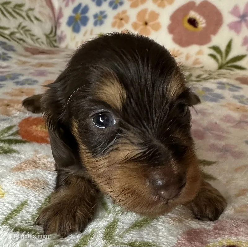 Laney – Miniature Dachshund puppy for sale in Old Town, FL