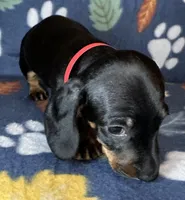 Toby, a male Miniature Dachshund for sale in Old Town, FL – 4 of 9