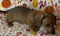 Annie, a female Miniature Dachshund for sale in Old Town, FL – 6 of 10