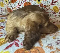 Abby, a female Miniature Dachshund for sale in Old Town, FL – 5 of 8