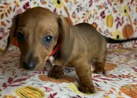 Annie, a female Miniature Dachshund for sale in Old Town, FL – 8 of 10
