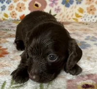 Coco, a female Miniature Dachshund for sale in Old Town, FL – 2 of 4